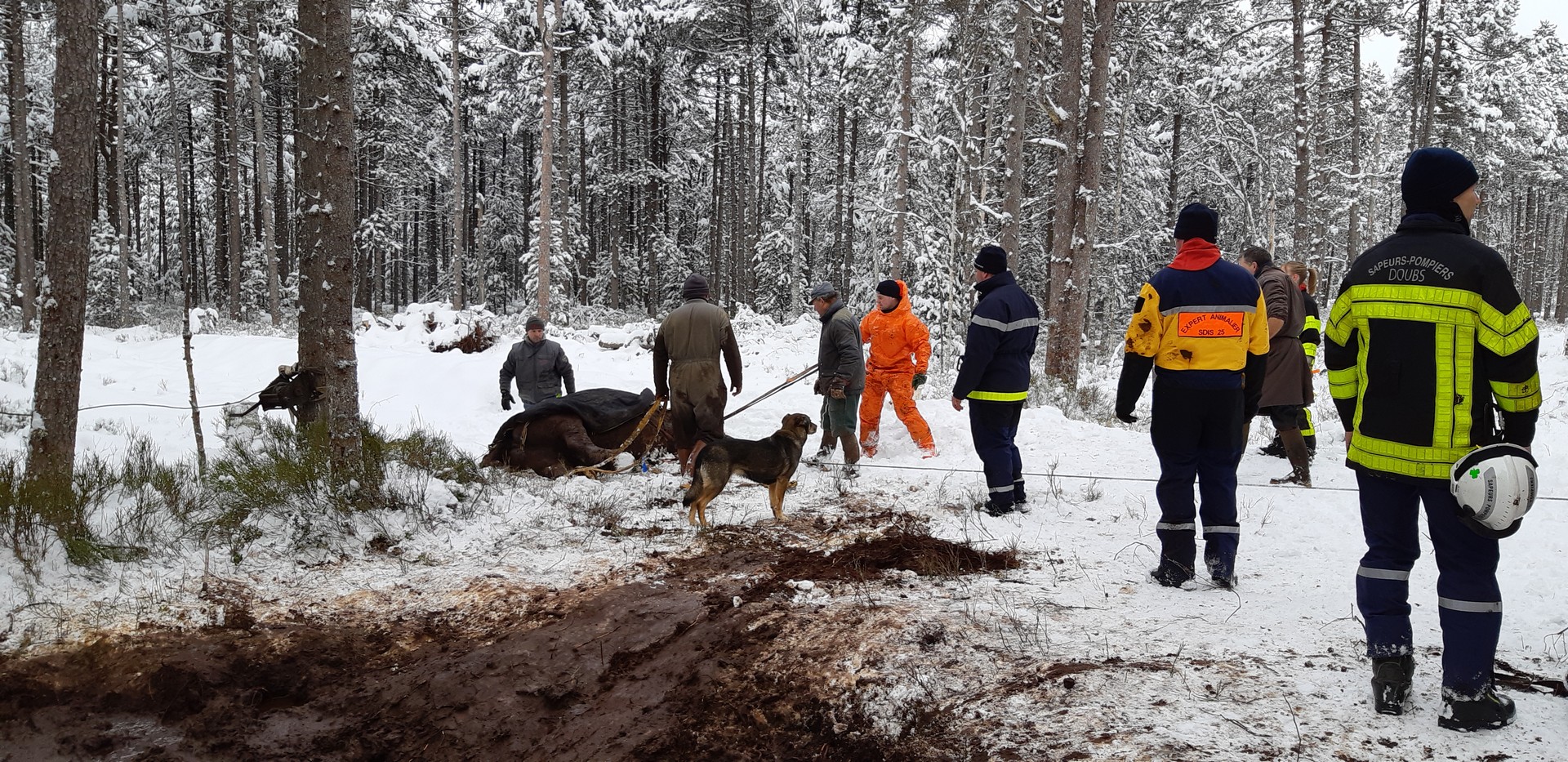 Sauvetage d'une jument dans la neige