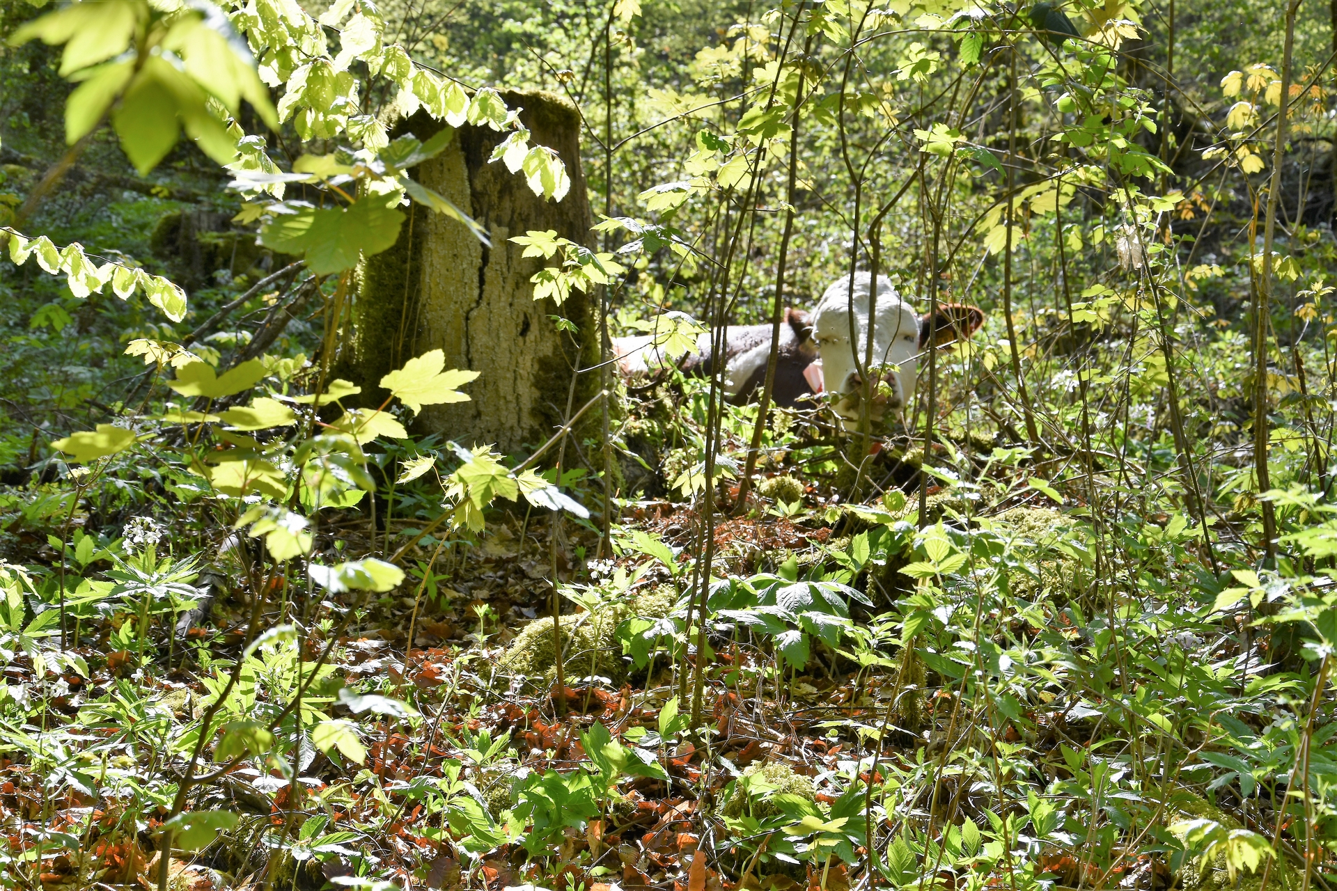 Sauvetage de vache 01/05/2019