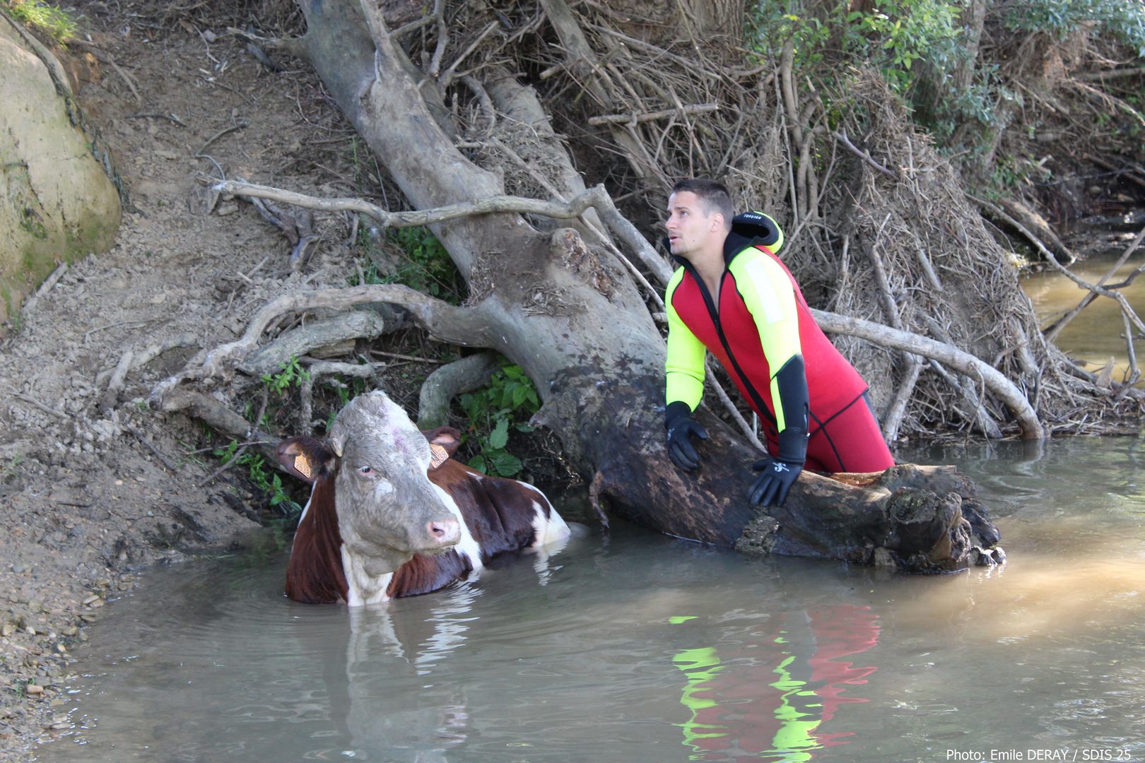 Sauvetage d'une vache 23/06/2019